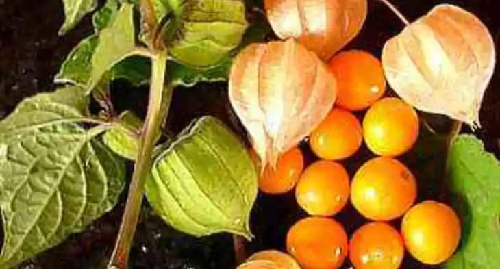 मकोय, रसभरी मकोय, रसभरी