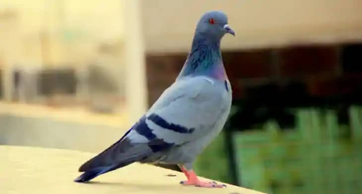 कबूतर कबूतर