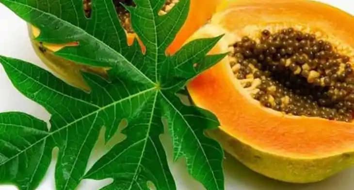 Papaya Leaves Benefits Papaya Leaves Benefits