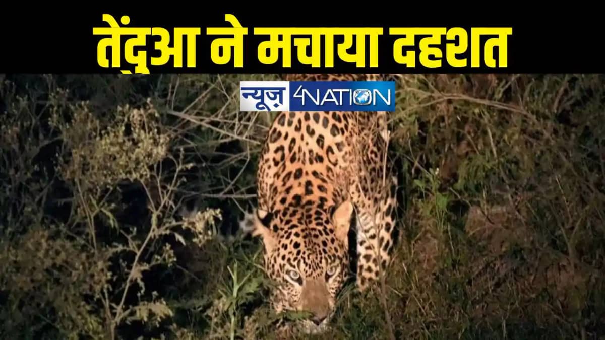 leopard leopard