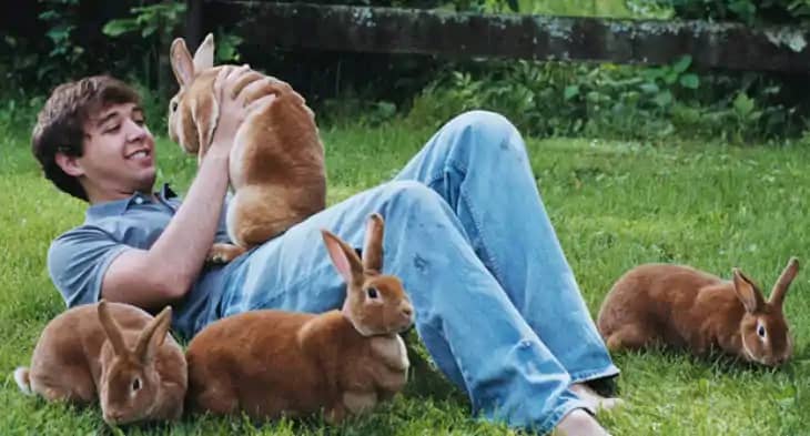 Rabbit Fever Rabbit Fever
