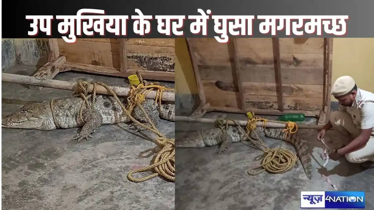 Crocodile in the house of the Deputy MUKHIYA - उप मुखिया के Crocodile in the house of the Deputy MUKHIYA - उप मुखिया के