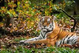 भभुआ के जंगलों में दिखे बाघ, जल्द बनेगा टाइगर रिजर्व, अन्य प भभुआ के जंगलों में दिखे बाघ, जल्द बनेगा टाइगर रिजर्व, अन्य प