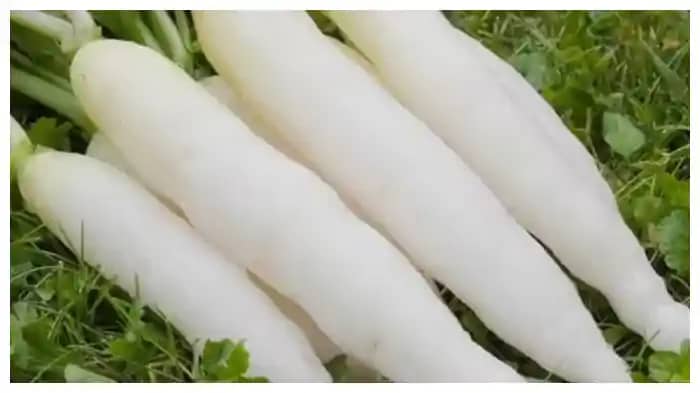Health Tips: मूली के साथ इन चीजों का नहीं करें सेवन, शरीर मे Health Tips: मूली के साथ इन चीजों का नहीं करें सेवन, शरीर मे